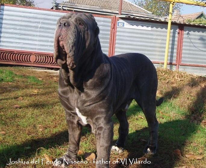 Mastino napoletano from Rusia A41e260b0a21