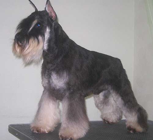 Mini schnauzers b/s from  " s Taganiego Roga" kennel Fd900d3da7ce