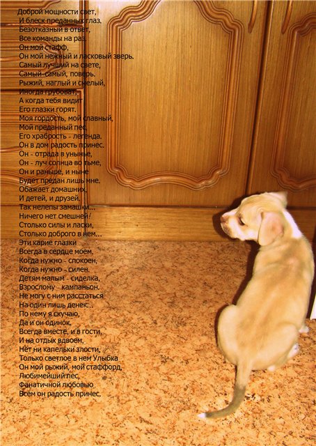 Стихи про собак. - Страница 6 193f78ebef73