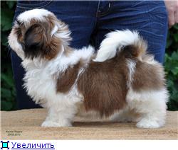 Puppies Shih-Tzu Kennel Ragsol (Russia). B68890af862dt