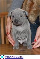 Blue&isabella litters from Russia (ThaimLine Kennel) 2d0b98f4edbft