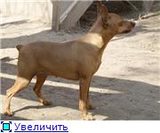 Tchernaja Kalitva kennel 9429a9451541t