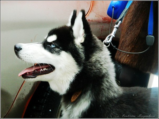 Siberian huskies in Russia. 05b8aadf4057