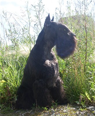 Mini schnauzer's black - puppies from "Minimaks" kennel. 145795af76c5