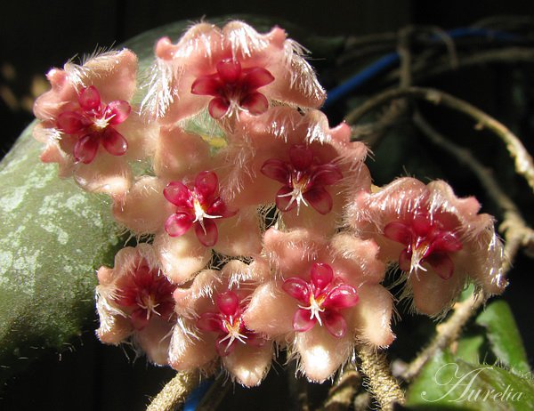 Hoya caudata din Borneo - premiera mondiala ! 8e3a0bd03e6d