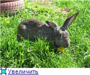Кролики - разведение и содержание кроликов 185d32f8a6f3t