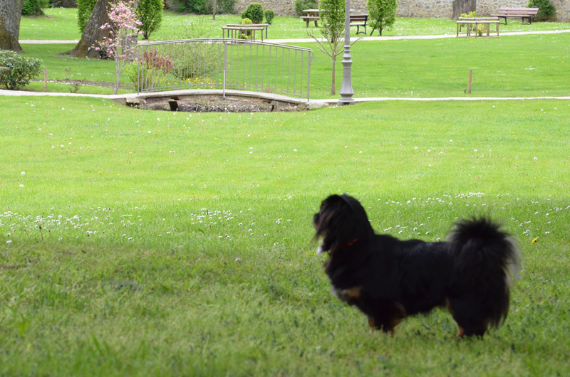 Joyeuse petite troupe de Chiens Chinois : Chuck, Raya et compagnie… - Page 2 Ac024a2fa257