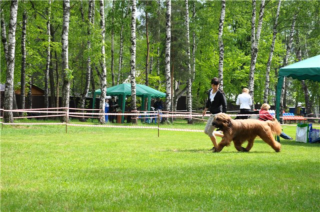 21 мая 2011 года, Москва. "Атаман", Национальная (ЧК)монопородная выставка.  - Страница 3 49cb858e082a