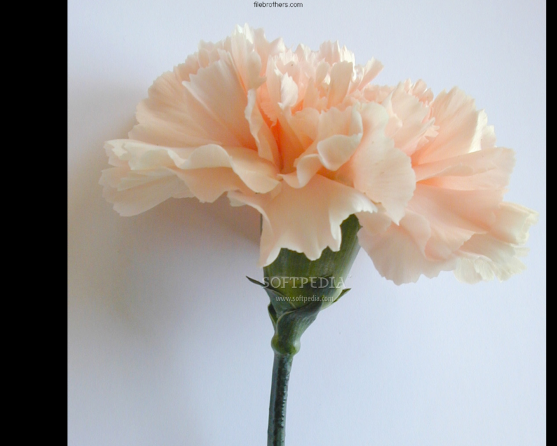 شاشة توقف لزهور القرنفل رائعة  Carnation-Flower-Screensaver_1