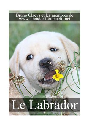 Le Labrador et le Club des retrievers Large