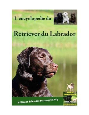 Le Labrador et le Club des retrievers Large