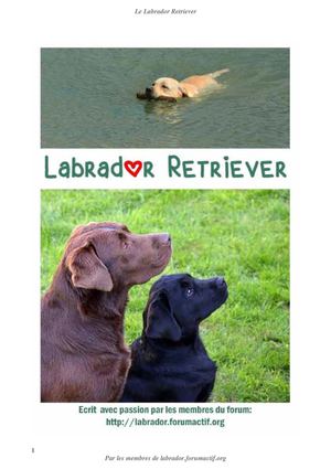 Le Labrador et le Club des retrievers Large