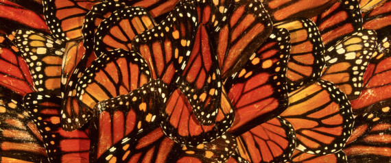 The Price of Our Comfortable Lives - Page 7 N-MONARCH-BUTTERFLY-large570