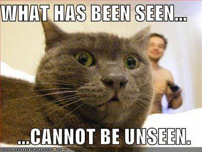 Gribouillages ! - Page 7 Funny-pictures-scared-cat-naked-guy