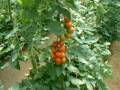 Thailand, RSTDC : Hydroponic Tomato(11) طماطم Default