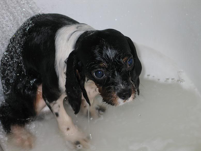 Ithaque prend son bain Ithaqueprendsonbain