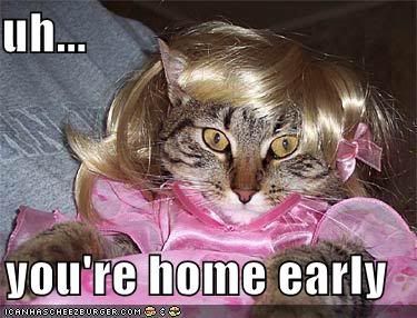 Random Pix - Page 14 Funny-pictures-cat-wig-dress-home-e