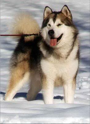 Aljaki malamut Fmalamute27