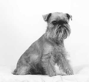 Belgiski grifon Brusselsgriffonsygor