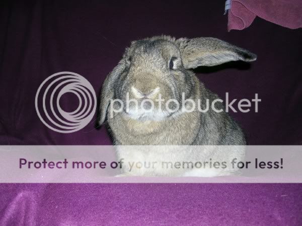 Harvey - my handsome little man rabbit Harv3