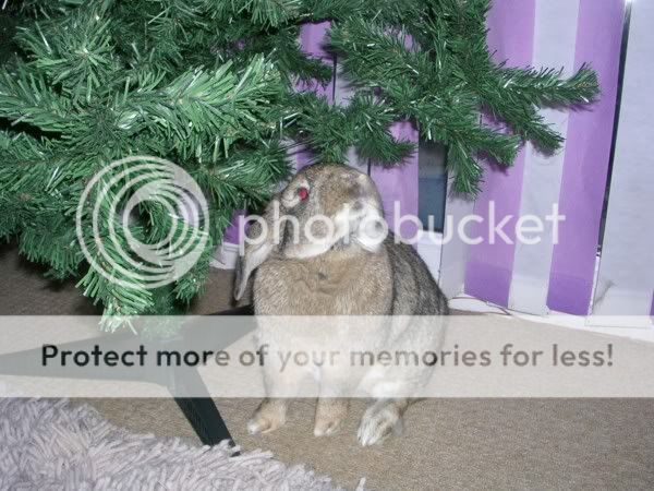 Harvey - my handsome little man rabbit Hx2