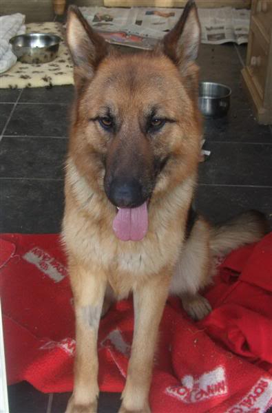 Jessie 2/3yr old; In Ireland  Homed JessieMedium2