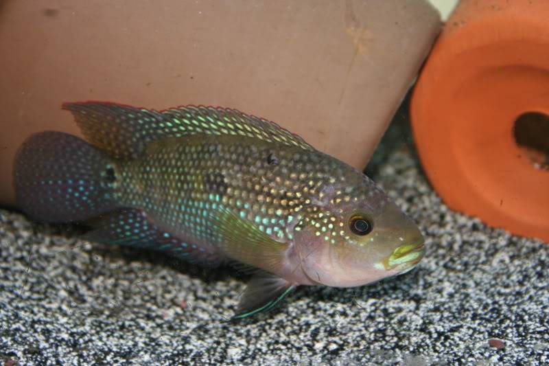 What type of cichlid is this? Just bought from a local breeder! IMG_0012