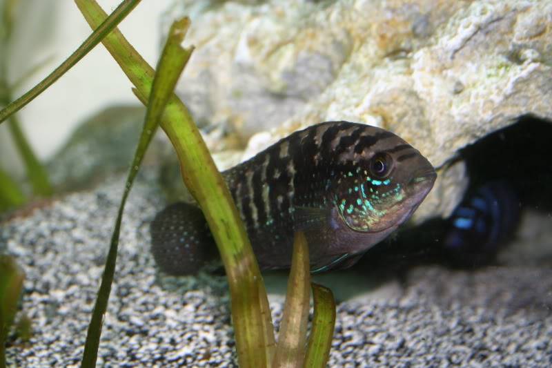 What type of cichlid is this? Just bought from a local breeder! IMG_0118