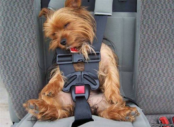 GAMBAR LUCU - Page 3 Seat_Belt_Dog