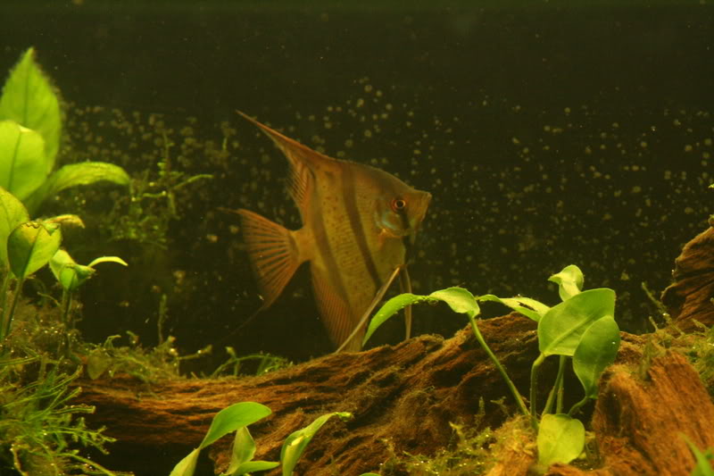 Maria's Akvarier IMG_8323