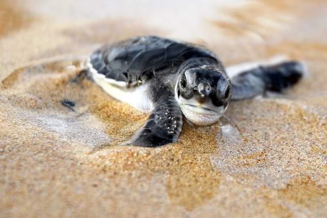 ⊱ Yajuutsukai, Ciara Ssanyu ⊰ Baby-turtle