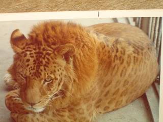 Les flins panthera dits "hybrides" - Page 3 Leopon2