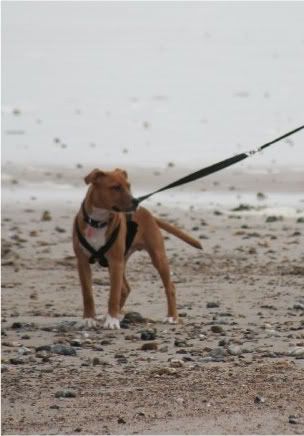 Anyone Got a Pic of there Staffy from young then on to about year old Zulubeach