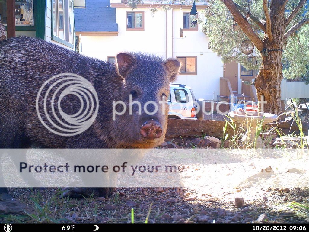 Close-up Javelina Bushnell 119325 HUNT0367