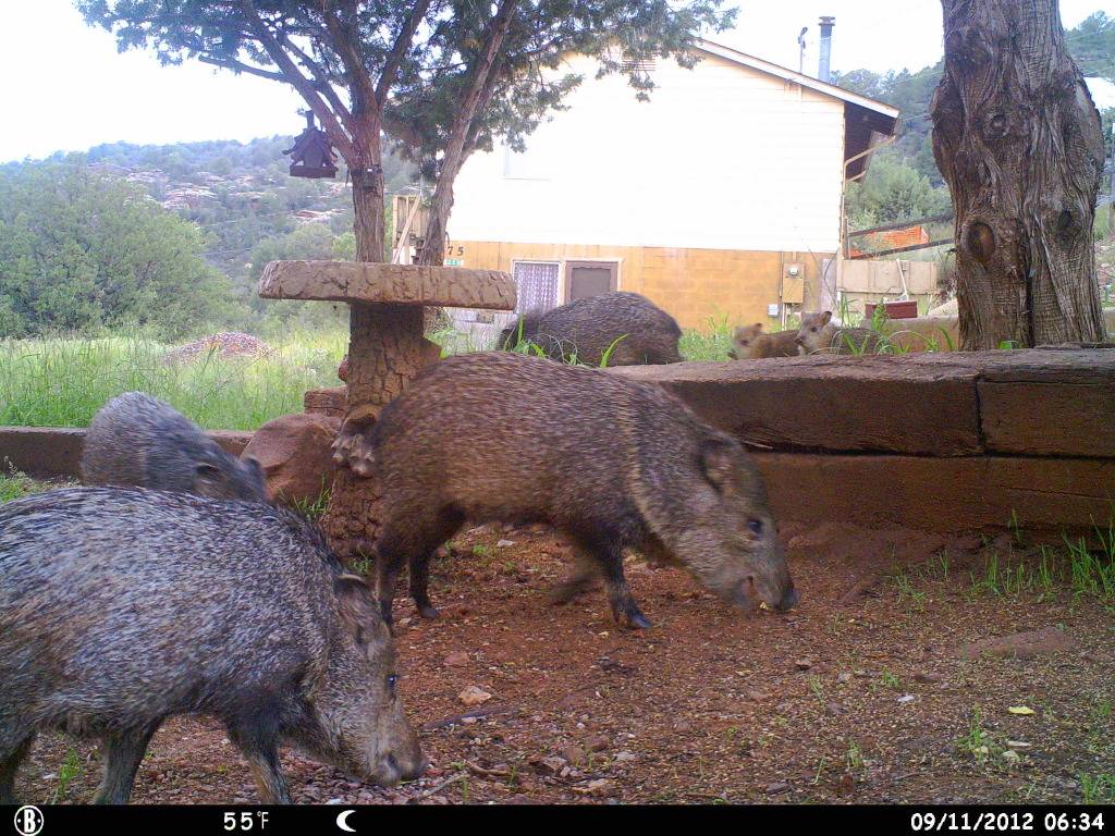 This mornings visitors Bushnell #119325 HUNT2651