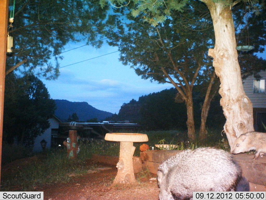 Early AM Javelina visit SG565F & 119435's IMAG1831