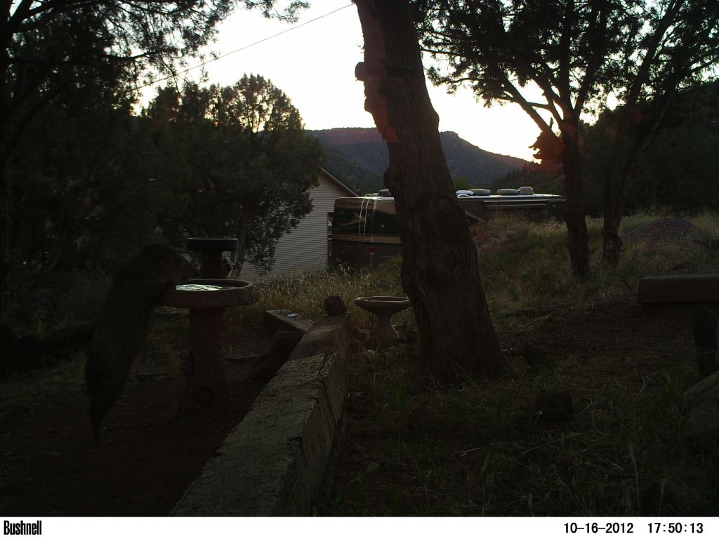 Javelina standing to get a drink 436 VIDEO PICT0332-1