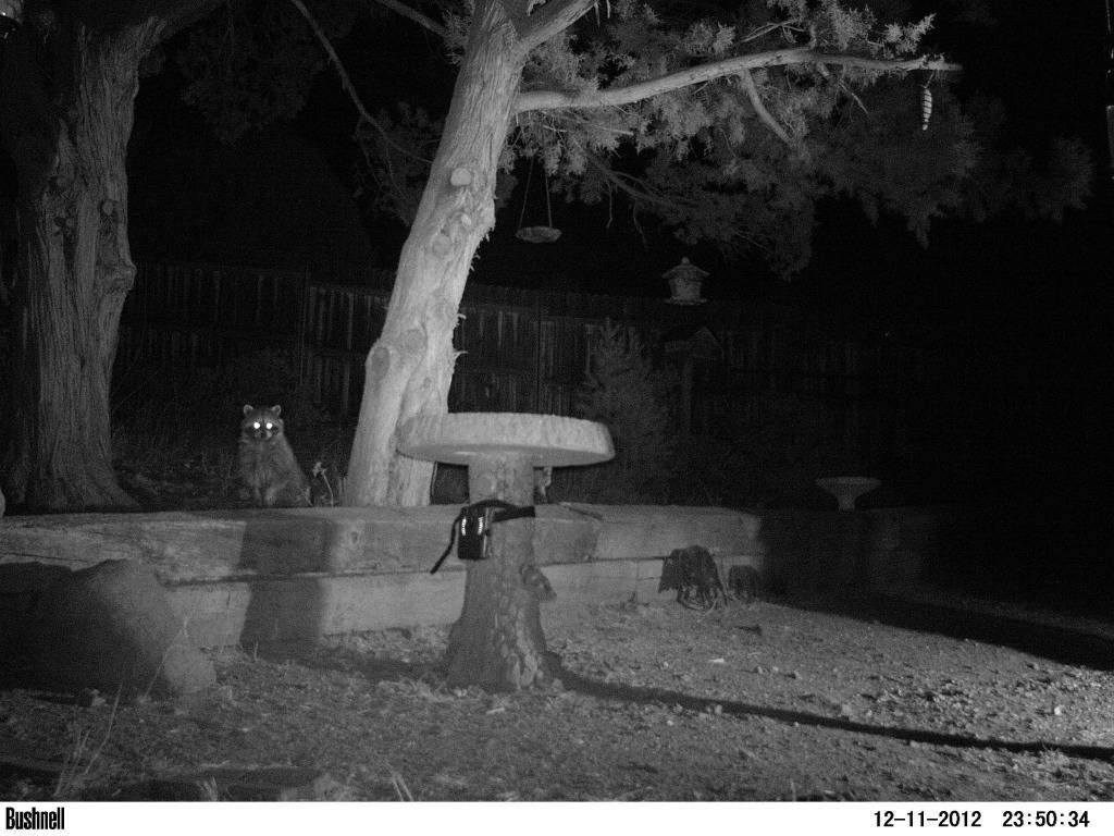 Javelinas and Coons 325/435 PICT0414