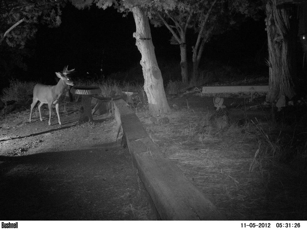 Early AM solo buck SG565F/435 PICT1774