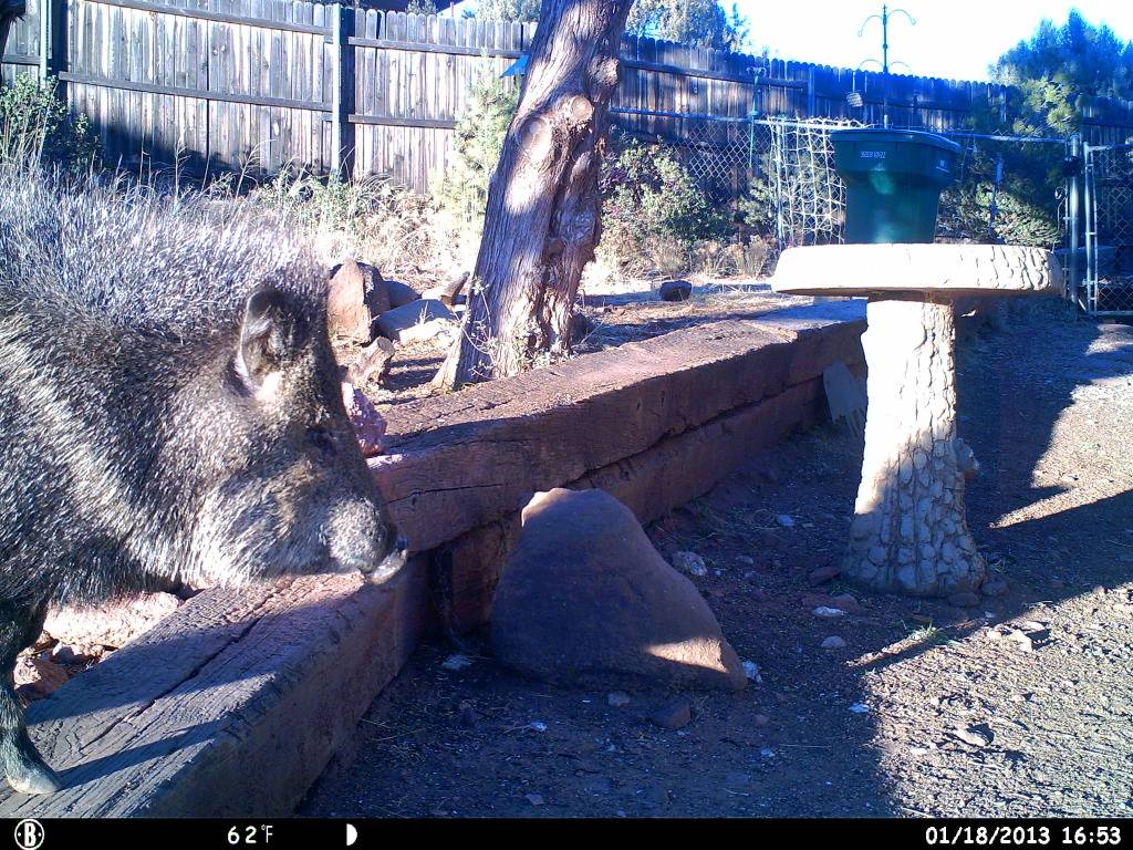 Javelina 325 HUNT0032