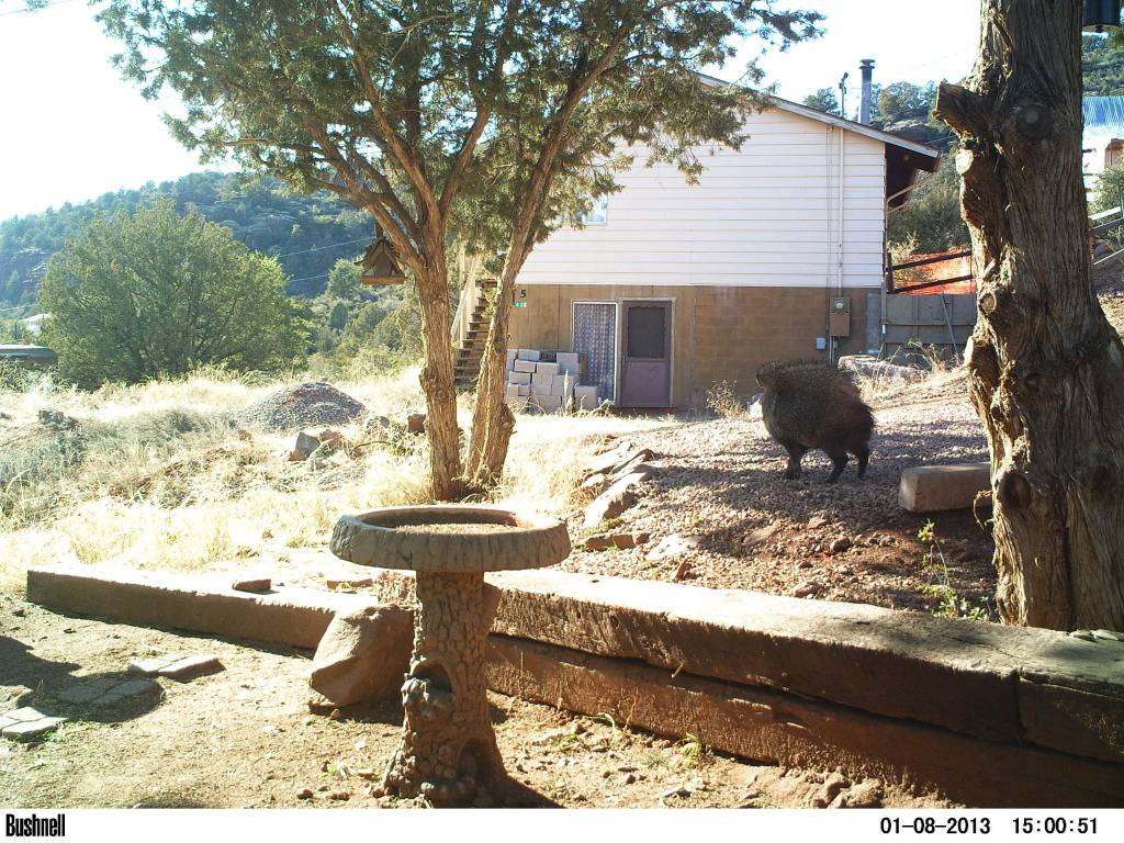 Spooked Javelina 435's PICT0029