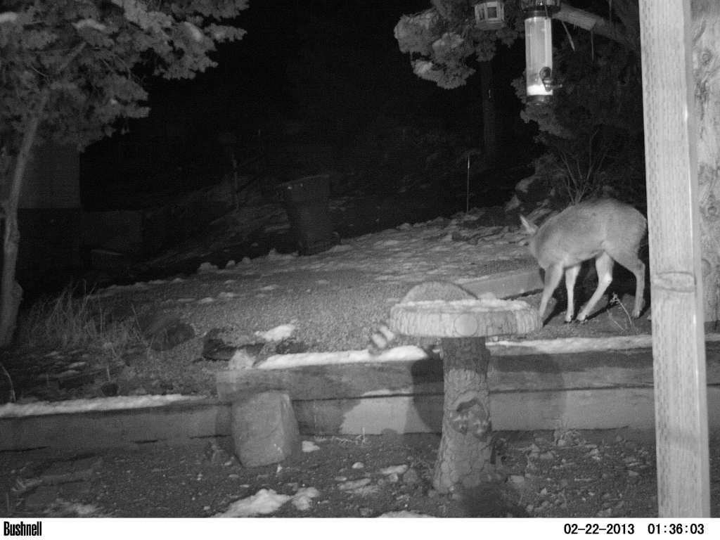 Skunk & Deer 435's/436 and Javelina 435 PICT0861_zpsa36bddcc