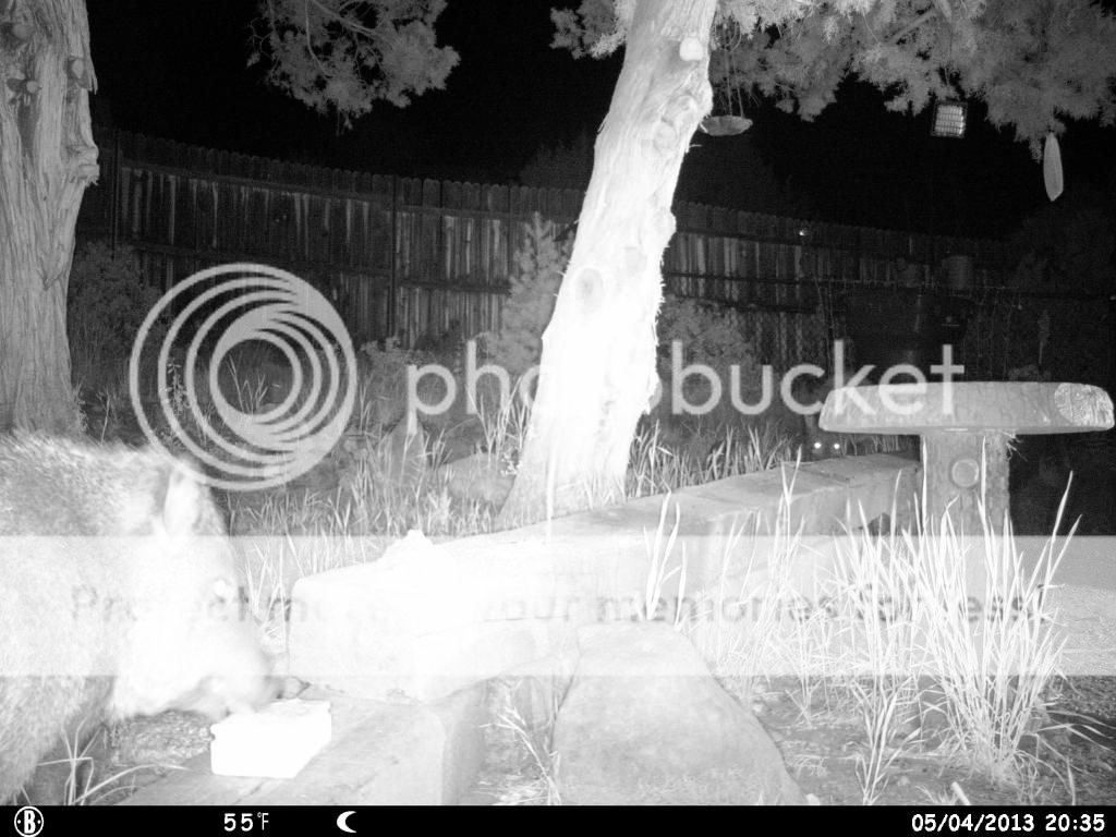 Javelina Crappy Cam (325) / 436 HUNT0006_zpsea874f0a