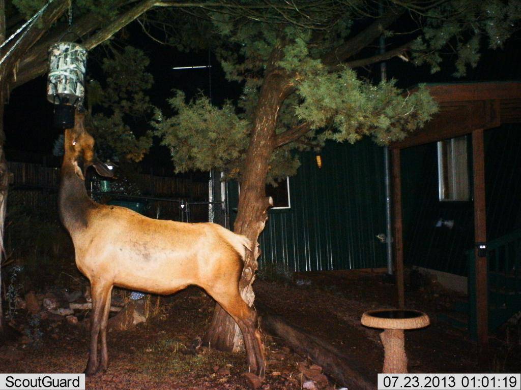 SG565F Elk @ night IMAG0220_zpsb0a36362