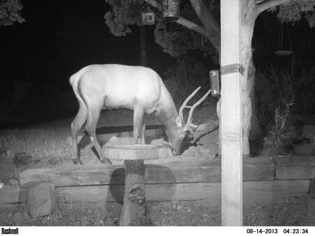 Bull Elk & friend hangin' out in the frontyard SG565F/119436 PICT0726_zps9c4c4738