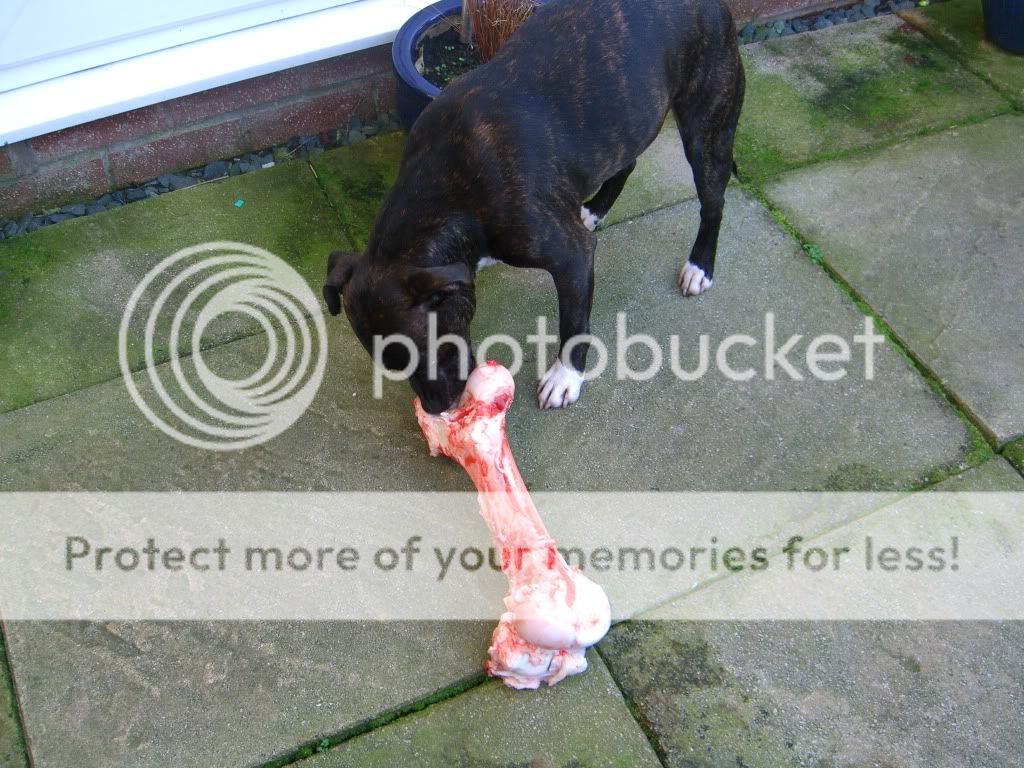 Reuben and his first bone Bones001