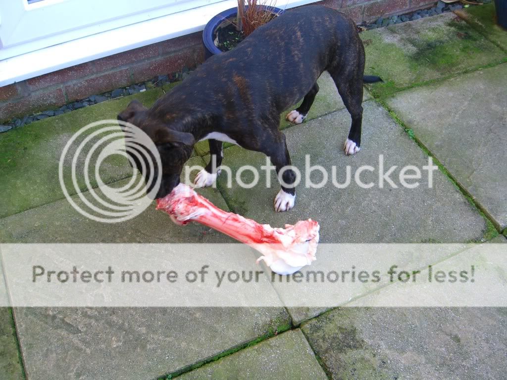 Reuben and his first bone Bones002