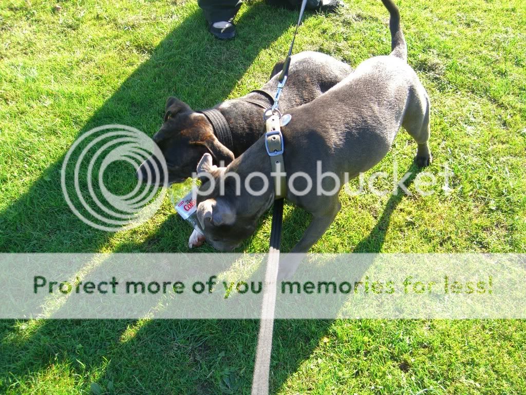 Heaton Park walk today Heatonpk015