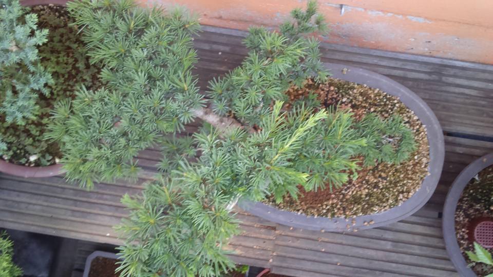 cedrus styling 11000100_10206349396548091_6529859993594440057_n