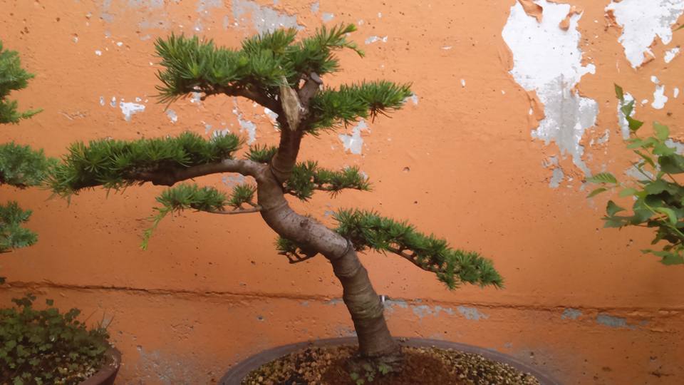 cedrus styling 11425152_10206349396308085_1462992020378286586_n